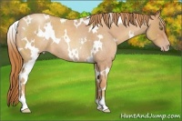 Horse Color:White Spotted Gold Champagne Roan