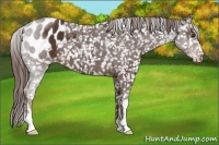 Horse Color:Liver Chestnut Appaloosa