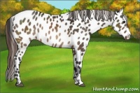 Horse Color:Brown Appaloosa Rabicano 