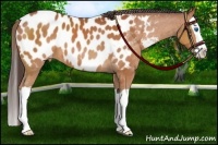 Horse Color:Bay Splash Appaloosa 