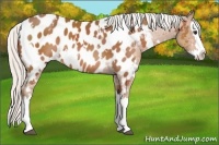 Horse Color:White Spotted Silver Bay Splash Appaloosa 