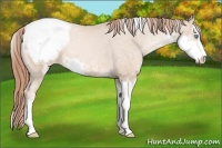Horse Color:Buckskin Pearl Sabino Appaloosa Rabicano 