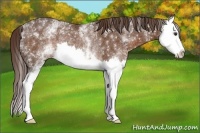 Horse Color:White Spotted Liver Chestnut Splash Rabicano 