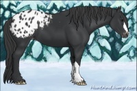 Horse Color:Black Appaloosa