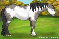 Horse Color:Grullo Roan Frame
