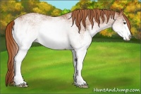 Horse Color:White Spotted Chestnut 