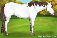 Horse Color:Amber Champagne Appaloosa 
