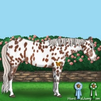 Horse Color:Silver Brown Splash Near Leopard
