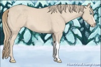 Horse Color:Perlino 