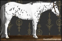 Horse Color:Black Tobiano Frame Appaloosa