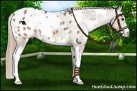 Horse Color:White Spotted Liver Red Dun Sabino Blanket 