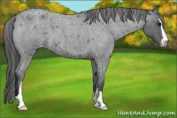 Horse Color:Blue Roan Sabino Appaloosa 