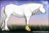 Horse Color:Silver Amber Cream Champagne Dun Sabino Splash