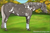 Horse Color:White Spotted Silver Black Sabino 