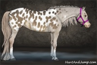 Horse Color:White Spotted Liver Red Dun Blanket