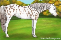 Horse Color:Liver Chestnut Splash Near Leopard 