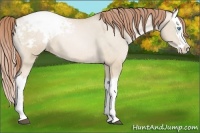 Horse Color:Buckskin Pearl Dun Splash Appaloosa 