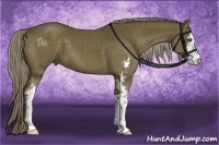Horse Color:Chocolate Palomino Sabino 