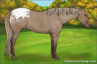 Horse Color:Liver Red Dun Appaloosa 