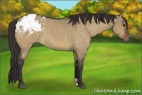Horse Color:Bay Dun Appaloosa 