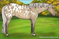 Horse Color:Silver Buckskin Dun Appaloosa 