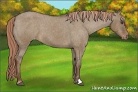 Horse Color:Liver Red Dun Appaloosa 