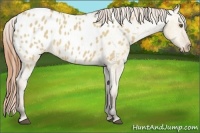 Horse Color:Buckskin Dun Appaloosa Brindle
