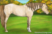Horse Color:Buckskin Roan Pearl and Gray Buckskin Roan Pearl