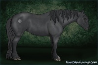 Horse Color:Blue Roan 