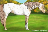 Horse Color:Gold Champagne Dun Appaloosa