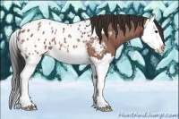 Horse Color:Bay Roan Splash Appaloosa