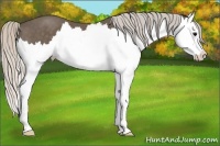 Horse Color:Silver Black Splash 