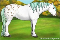Horse Color:Painted Chestnut Splash Appaloosa 