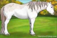 Horse Color:Red Dun Ice Sabino Splash Appaloosa 