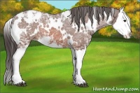 Horse Color:White Spotted Bay Ice Splash Appaloosa 