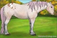 Horse Color:Painted Bay Appaloosa 