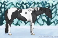 Horse Color:Black Tobiano 