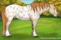 Horse Color:Painted Red Dun Splash Appaloosa 