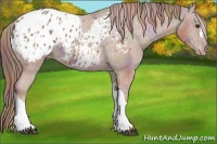 Horse Color:Nacre Chestnut Appaloosa 