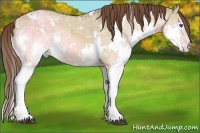 Horse Color:White Spotted Bay Ice Dun Splash Appaloosa 