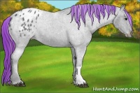 Horse Color:Painted Smoky Black Appaloosa 