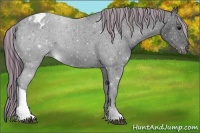 Horse Color:Painted Black Appaloosa 