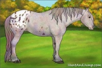 Horse Color:Nacre Bay Varnish 