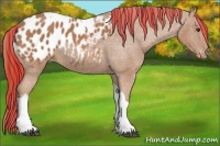 Horse Color:Painted Chestnut Tobiano Appaloosa 