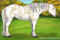 Horse Color:Painted Palomino Dun Appaloosa