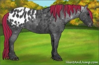 Horse Color:Painted Black Appaloosa Rabicano 
