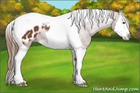 Horse Color:Chestnut Sabino Splash Tobiano Appaloosa 