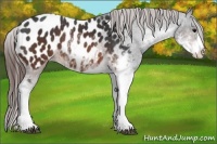 Horse Color:Brown Sabino Near Leopard 
