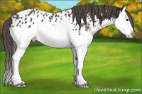 Horse Color:Grullo Ice Sabino Splash Appaloosa 