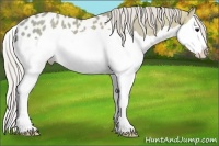 Horse Color:Silver Grullo Ice Splash Appaloosa 
